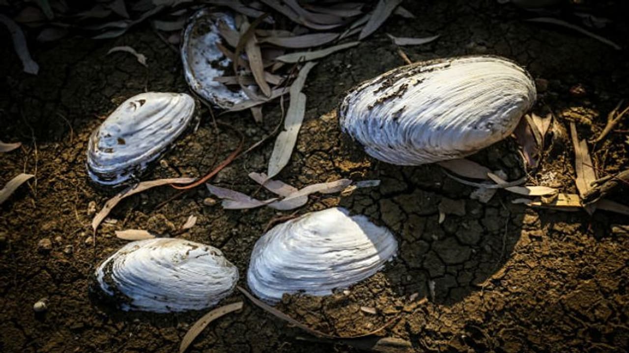 জলবায়ু পরিবর্তনের জের, সমুদ্র সৈকতে ভেসে উঠল লক্ষাধিক ঝিনুকের দেহ জলবায়ু পরিবর্তনের জের, সমুদ্র সৈকতে ভেসে উঠল লক্ষাধিক ঝিনুকের দেহ