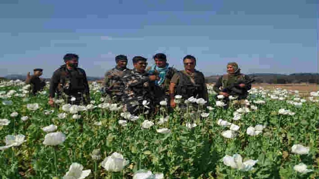 తాలిబాన్ల సంచలన నిర్ణయం.. ఓపియం సహా మాదక ద్రవ్యాల సాగుపై నిషేధం తాలిబాన్ల సంచలన నిర్ణయం.. ఓపియం సహా మాదక ద్రవ్యాల సాగుపై నిషేధం