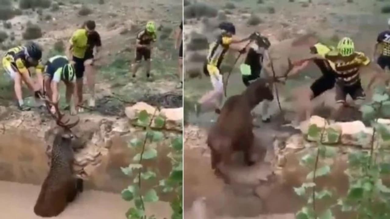 ചെളിവെള്ളത്തില്‍ കുടുങ്ങിയ മാനിന് കൈ സഹായവുമായി സൈക്കിള്‍ ഓട്ടക്കാര്‍; വൈറലായി വീഡിയോ