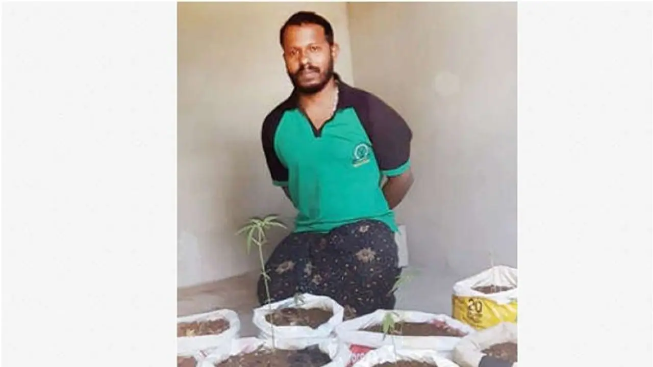 വീട്ടിലെ കിടപ്പുമുറിയില്‍ ഗ്രോബാഗില്‍ കഞ്ചാവു കൃഷി; യുവാവ് പിടിയില്‍