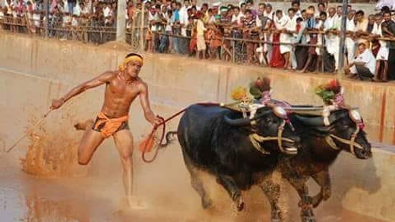 భళా కంబళ.. తొలిసారిగా బెంగళూరులోని ప్యాలెస్ గ్రౌండ్ లో నిర్వహణ.. ఏమిటీ పోటీలు.. ? (ఫొటోలు)