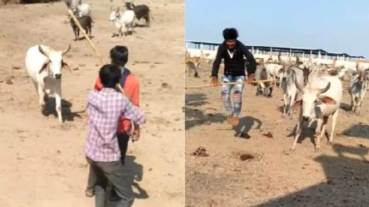 ആക്രമിക്കാനെത്തിയവര്ക്ക് മുന്നില് ഉടമയ്ക്ക് രക്ഷകനായി കാള; വൈറലായി ടിക്ക് ടോക്ക് വീഡിയോ ആക്രമിക്കാനെത്തിയവര്ക്ക് മുന്നില് ഉടമയ്ക്ക് രക്ഷകനായി കാള; വൈറലായി ടിക്ക് ടോക്ക് വീഡിയോ