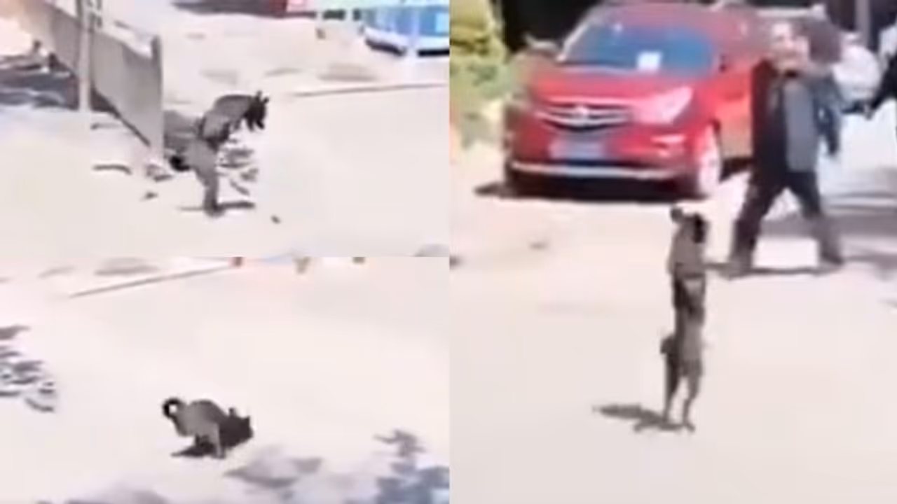 പതിയെ ഒരു ചാട്ടം, പിന്നാലെ റോഡ് മുറിച്ചുകടന്ന് രണ്ടുകാലുകൾ മാത്രമുള്ള നായ; ഹൃദയ സ്പർശിയായ വീഡിയോ