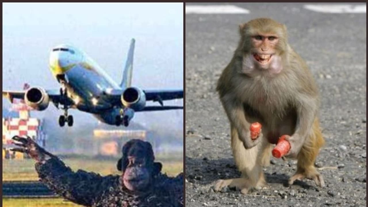 ട്രംപിന്റെ വരവ് പ്രമാണിച്ച് കുരങ്ങുകളെ നാടുകടത്താന് അഹമ്മദാബാദ് വിമാനത്താവള അധികൃതര് ട്രംപിന്റെ വരവ് പ്രമാണിച്ച് കുരങ്ങുകളെ നാടുകടത്താന് അഹമ്മദാബാദ് വിമാനത്താവള അധികൃതര്