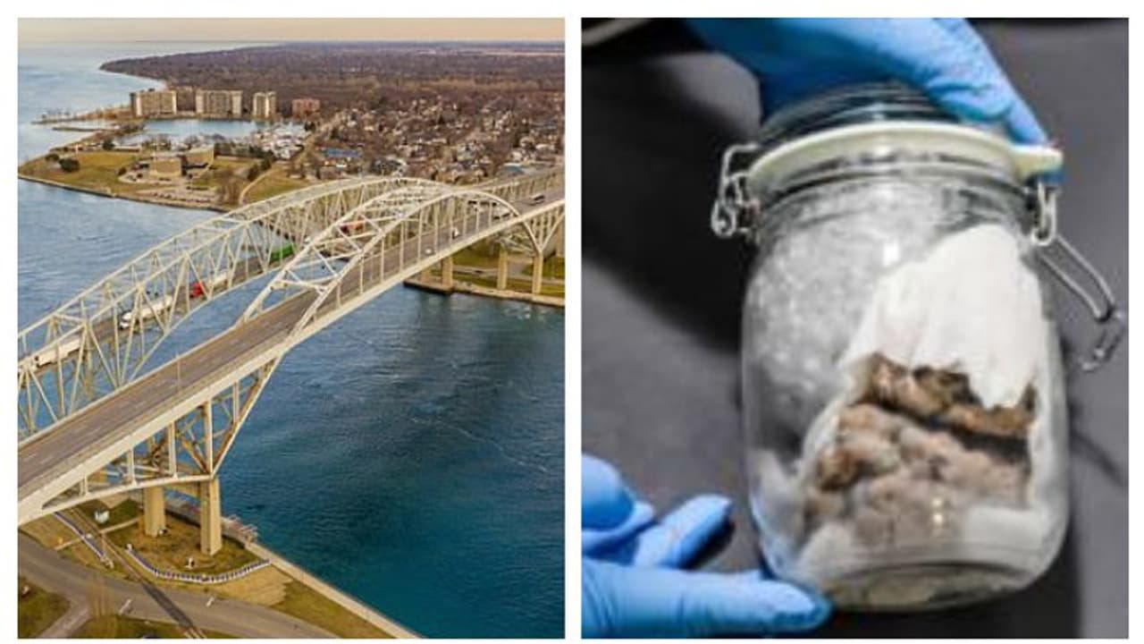 বোতলে বন্দি মানুষের মস্তিষ্ক, সীমান্তে ছড়াল আতঙ্ক