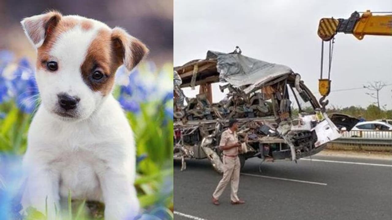 പത്തൊമ്പത് മനുഷ്യർ മാത്രമല്ല അവിനാശിയിൽ പൊലിഞ്ഞത് ഇവരുടെ ജീവനും കൂടി പത്തൊമ്പത് മനുഷ്യർ മാത്രമല്ല അവിനാശിയിൽ പൊലിഞ്ഞത് ഇവരുടെ ജീവനും കൂടി
