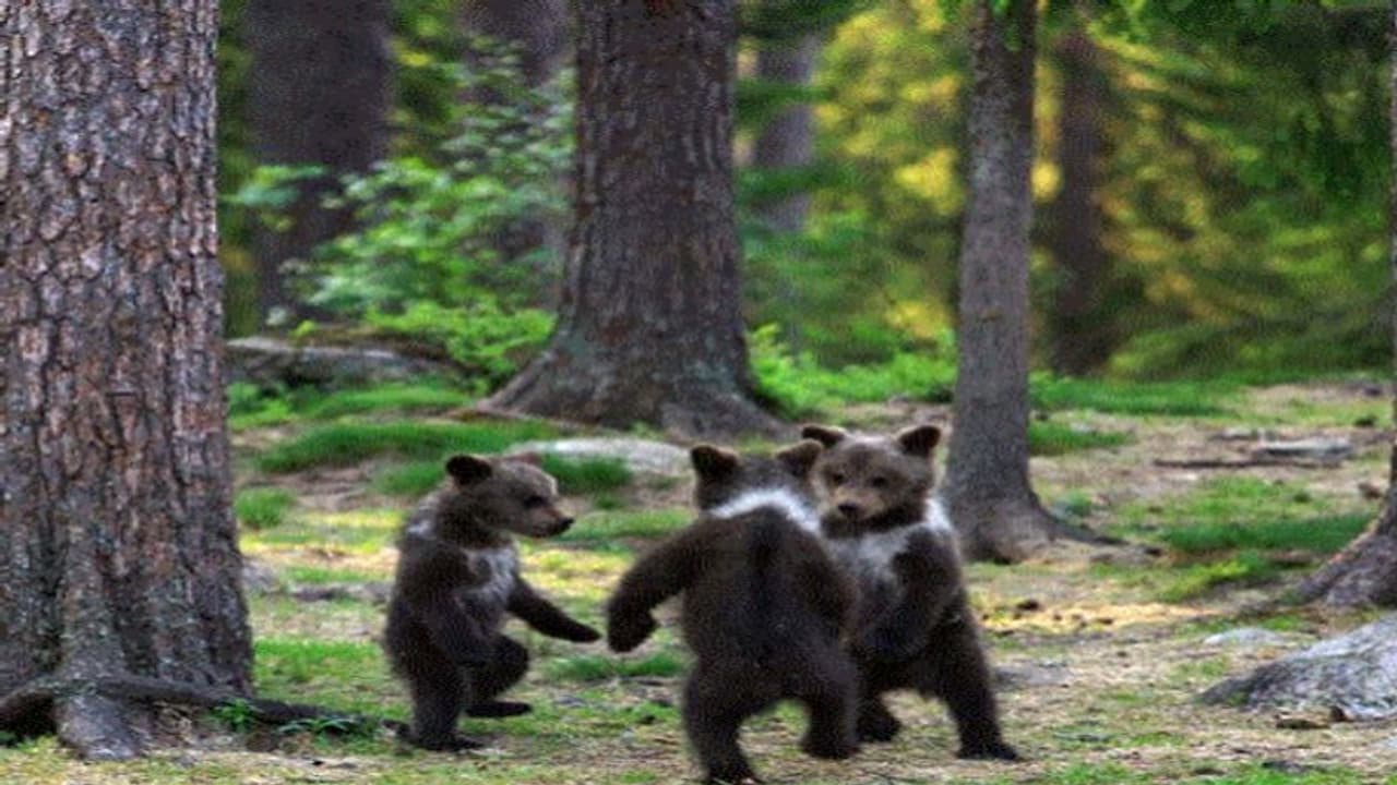 জঙ্গলে নাচছে তিন ভাল্লুক ছানা,খুদেদের কেরামতিতে মাত হল নেট দুনিয়া জঙ্গলে নাচছে তিন ভাল্লুক ছানা,খুদেদের কেরামতিতে মাত হল নেট দুনিয়া