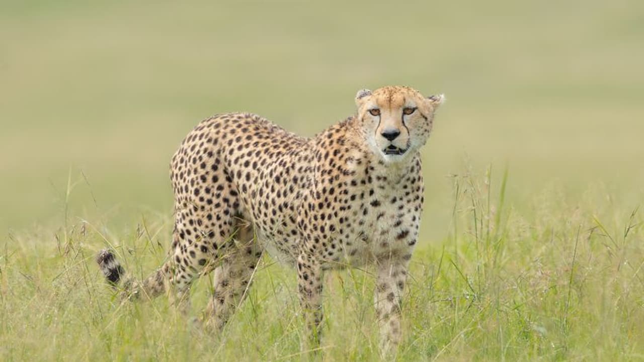 ಟೇಕಲ್‌ ಬಳಿ ರೈಲಿಗೆ ಸಿಲುಕಿ ಚಿರತೆ ಸಾವು?