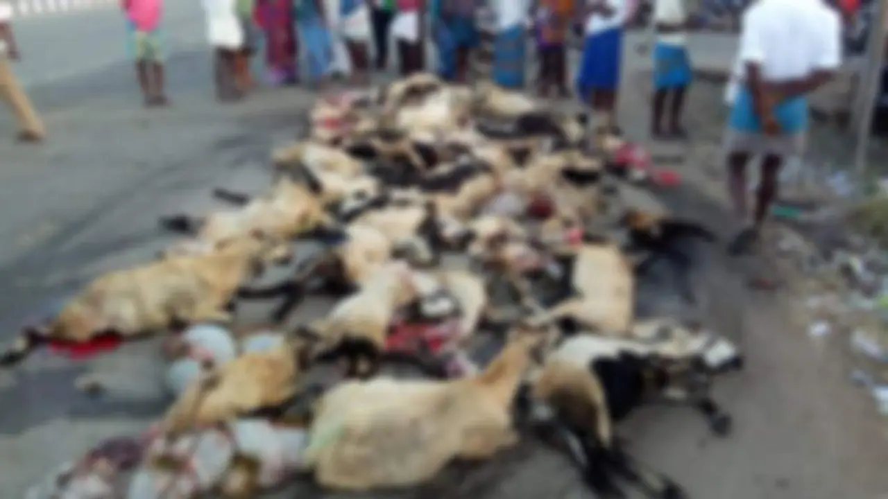 ಕೂಡ್ಲಿಗಿ: ಲಾರಿ ಹರಿದು 40 ಕುರಿಗಳ ಸಾವು ಕೂಡ್ಲಿಗಿ: ಲಾರಿ ಹರಿದು 40 ಕುರಿಗಳ ಸಾವು