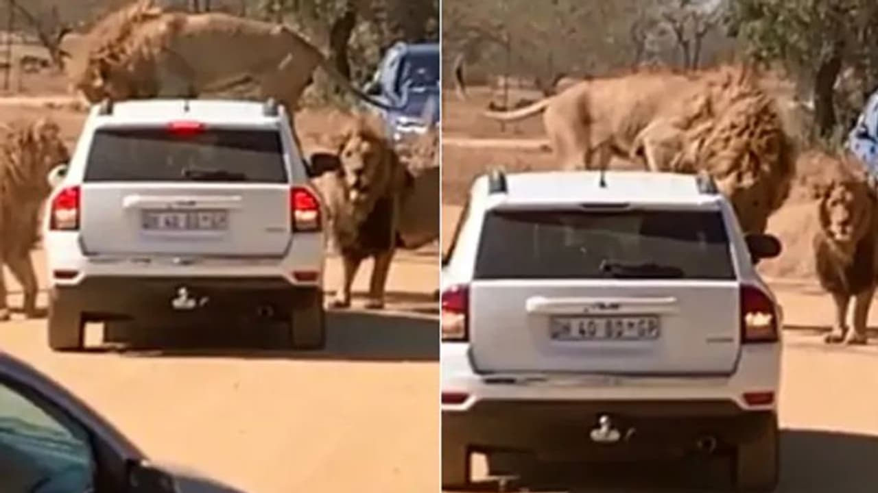 టూరిస్టు‌ వాహనాన్ని చుట్టుముట్టిన సింహాలు: డ్రైవర్ సమయస్ఫూర్తి, లేదంటే..?