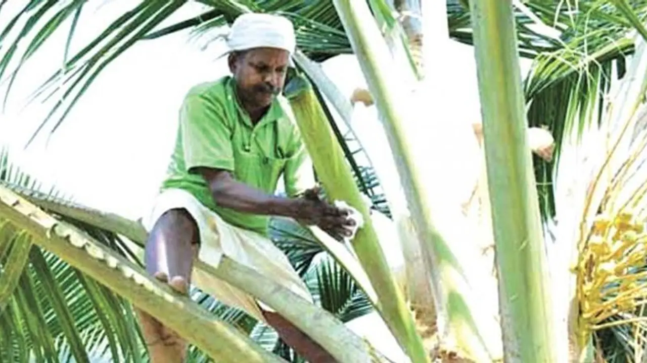 ನೀರಾ ಪಾನೀಯಕ್ಕೆ ಬೇಡಿಕೆ! 10 ಕ್ಕೂ ಹೆಚ್ಚು ಸ್ಥಳಗಳಲ್ಲಿ ಮಾರಾಟ ಮಳಿಗೆ ಆರಂಭ ನೀರಾ ಪಾನೀಯಕ್ಕೆ ಬೇಡಿಕೆ! 10 ಕ್ಕೂ ಹೆಚ್ಚು ಸ್ಥಳಗಳಲ್ಲಿ ಮಾರಾಟ ಮಳಿಗೆ ಆರಂಭ