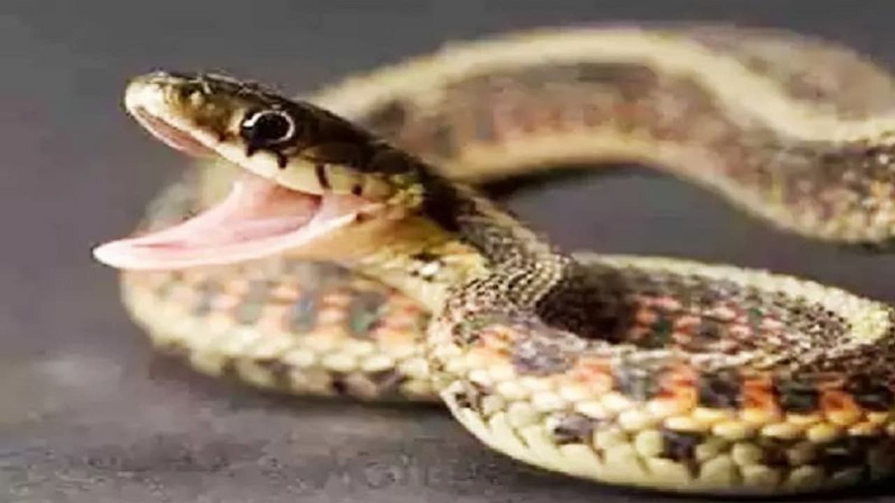 ക്വാറന്റീന്‍ കേന്ദ്രത്തില്‍ പാമ്പ്, ആറ് വയസുകാരി കടിയേറ്റ് മരിച്ചു; ഉദ്യോഗസ്ഥരുടെ അനാസ്ഥയെന്ന് ആരോപണം