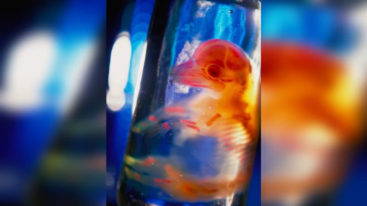 ফ্লোরবোর্ড তুলতেই মিলল ছয়টি কাচের জারে ভরা মানুষের জিভ, একটি মানব ভ্রূণ ও ফ্লোরবোর্ড তুলতেই মিলল ছয়টি কাচের জারে ভরা মানুষের জিভ, একটি মানব ভ্রূণ ও