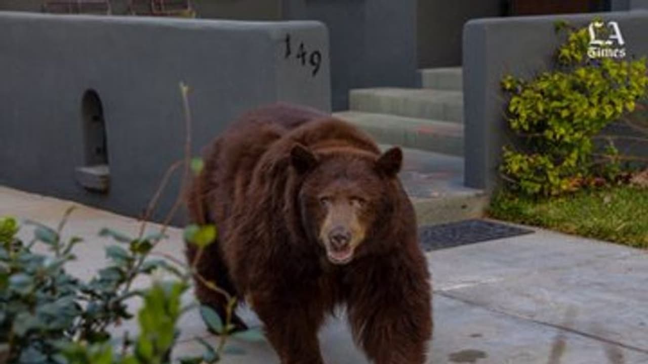 ಕಾರಿನೊಳಗೆ ಸೇರಿಕೊಂಡ ಕರಡಿ, ಸೀಟು, ಡ್ಯಾಶ್‌ಬೋರ್ಡ್ ಎಲ್ಲಾ ಪುಡಿ ಪುಡಿ!