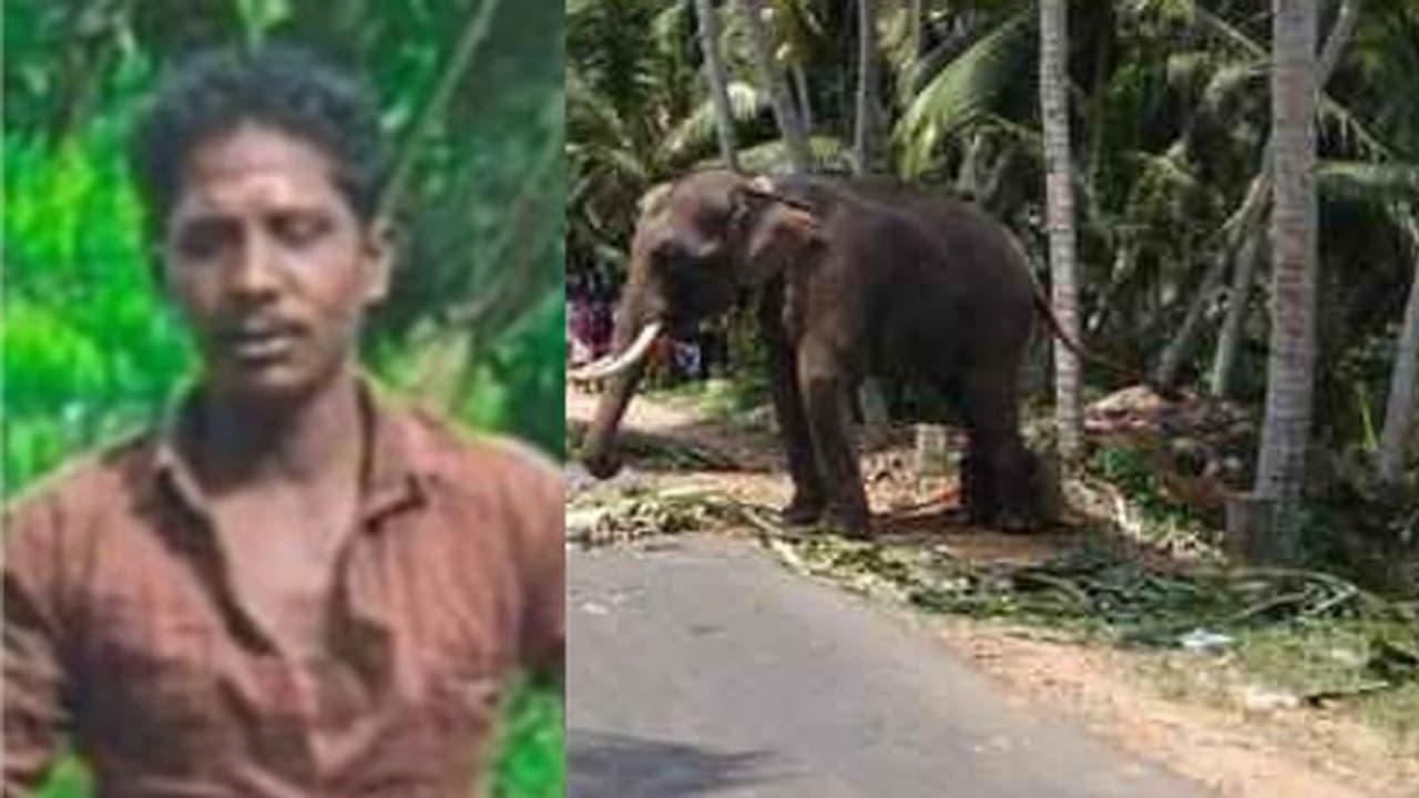 ഹോണ്‍ ശബ്ദം കേട്ട് ആന ഇടഞ്ഞു, ഒന്നാം പാപ്പാനെ കുത്തികൊന്നു; രണ്ടാംപാപ്പാന്‍ ആനപ്പുറത്ത് നിന്നും രക്ഷപ്പെട്ടു