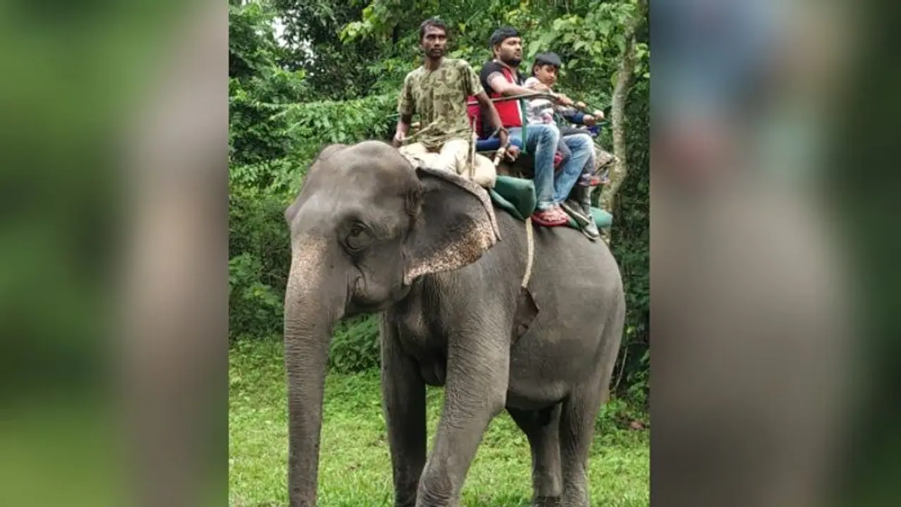 বন্যজন্তুদের মৃত্যুমিছিল, জলদাপাড়ায় হাতি সাফারি বন্ধের সিদ্ধান্ত বনদপ্তরের বন্যজন্তুদের মৃত্যুমিছিল, জলদাপাড়ায় হাতি সাফারি বন্ধের সিদ্ধান্ত বনদপ্তরের