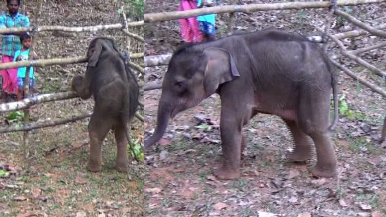 കോതമംഗലത്ത് ഒറ്റപ്പെട്ട കുട്ടിക്കൊമ്പനെ വനപാലകർ രക്ഷിച്ചു കോതമംഗലത്ത് ഒറ്റപ്പെട്ട കുട്ടിക്കൊമ്പനെ വനപാലകർ രക്ഷിച്ചു