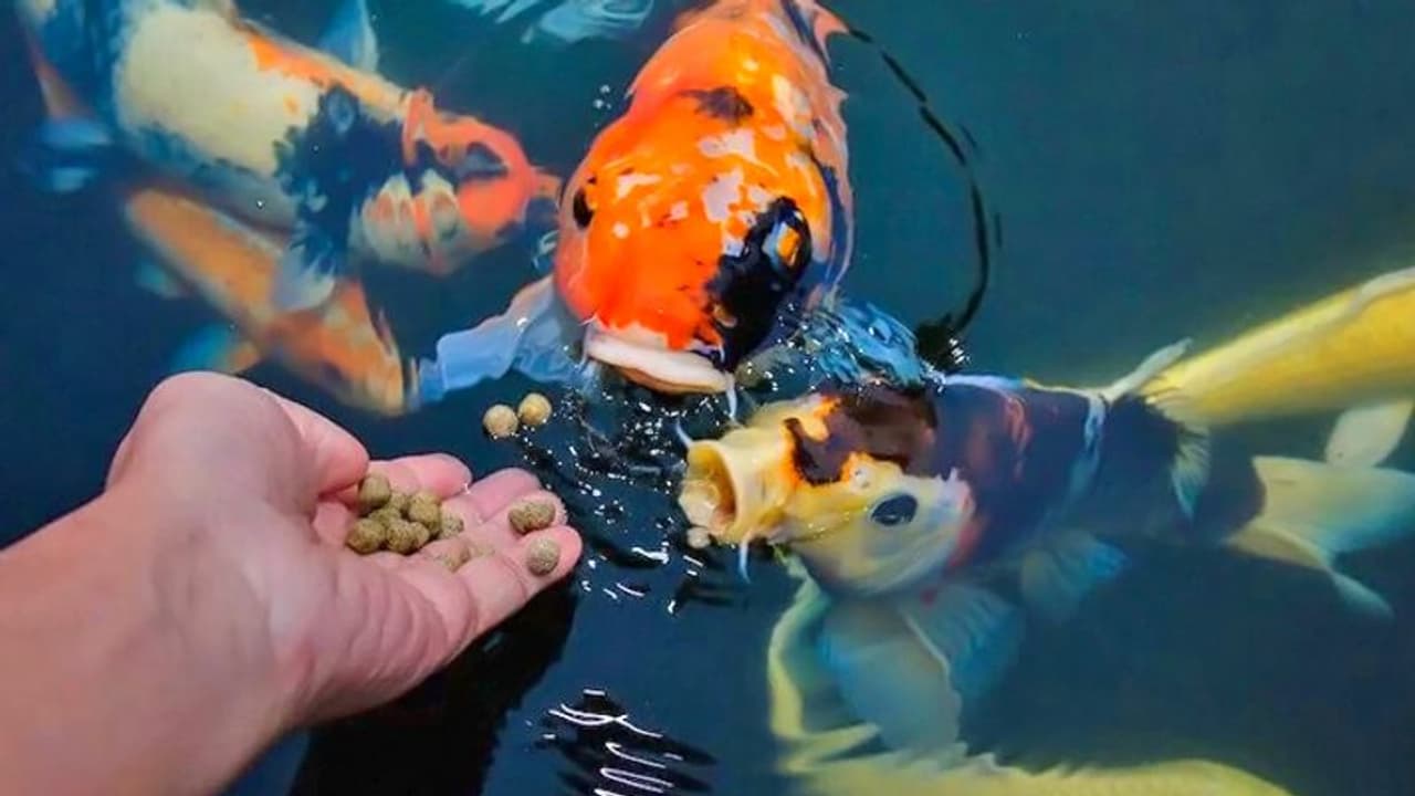 बचना चाहते हैं परेशानियों से तो अमावस्या पर करें इन 5 में से कोई 1 उपाय बचना चाहते हैं परेशानियों से तो अमावस्या पर करें इन 5 में से कोई 1 उपाय