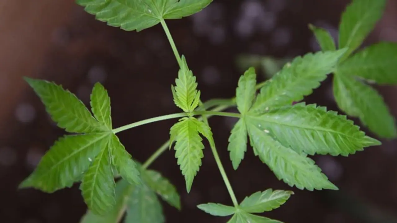 വീടിന്റെ ടെറസില് ഗ്രോ ബാഗ് സജ്ജീകരിച്ച് കഞ്ചാവ് കൃഷി; എക്സൈസ് സംഘമെത്തിയപ്പോള് യുവാവ് ഓടിരക്ഷപ്പെട്ടു വീടിന്റെ ടെറസില് ഗ്രോ ബാഗ് സജ്ജീകരിച്ച് കഞ്ചാവ് കൃഷി; എക്സൈസ് സംഘമെത്തിയപ്പോള് യുവാവ് ഓടിരക്ഷപ്പെട്ടു