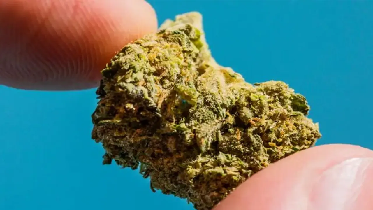 സംസ്ഥാനത്തെ ഏറ്റവും വലിയ കഞ്ചാവ് കടത്തുകേസ്: മുഖ്യപ്രതി രാജുഭായി മൈസൂർ പൊലീസിന്റെ പിടിയിൽ സംസ്ഥാനത്തെ ഏറ്റവും വലിയ കഞ്ചാവ് കടത്തുകേസ്: മുഖ്യപ്രതി രാജുഭായി മൈസൂർ പൊലീസിന്റെ പിടിയിൽ