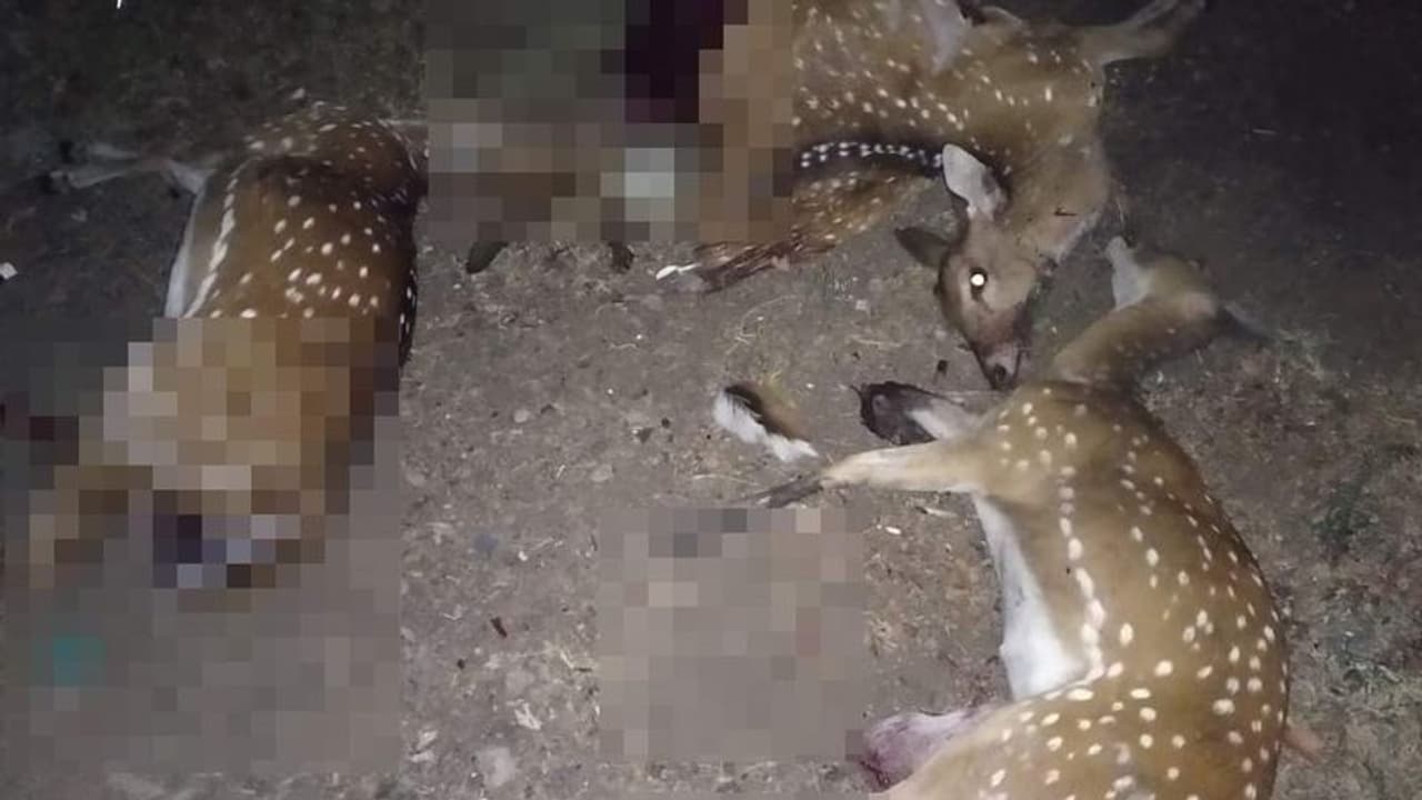 தண்ணீர் தேடி வந்த புள்ளிமான்களுக்கு நேர்ந்த பரிதாபம்..! சமூக ஆர்வலர்கள் வேதனை..!