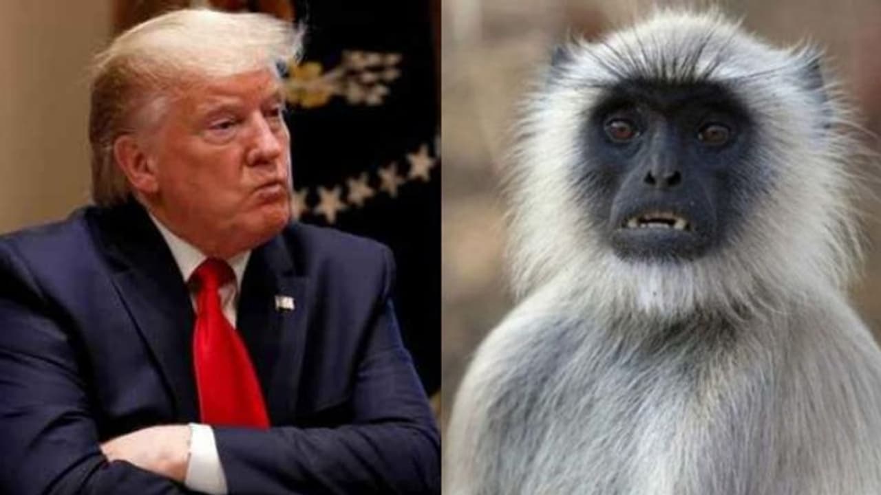 കുരങ്ങുകളുടെ ആക്രമണത്തിൽ നിന്ന് ട്രംപിനെ സംരക്ഷിക്കാൻ ലങ്കൂർ കുരങ്ങന്മാർ ! കുരങ്ങുകളുടെ ആക്രമണത്തിൽ നിന്ന് ട്രംപിനെ സംരക്ഷിക്കാൻ ലങ്കൂർ കുരങ്ങന്മാർ !