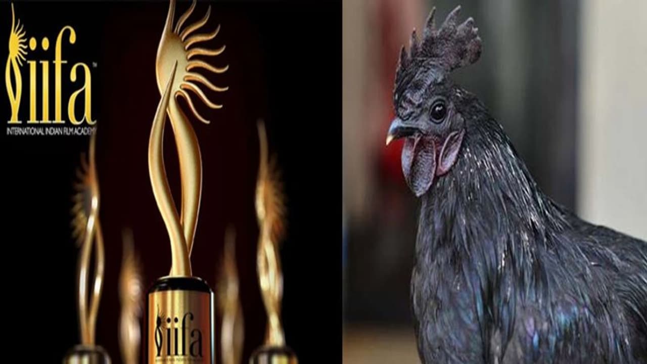 झाबुआ कृषि विज्ञान केंद्र ने की CM से मांग, IIFA में बॉलीवुड स्टार को परोसा जाए कड़कनाथ झाबुआ कृषि विज्ञान केंद्र ने की CM से मांग, IIFA में बॉलीवुड स्टार को परोसा जाए कड़कनाथ