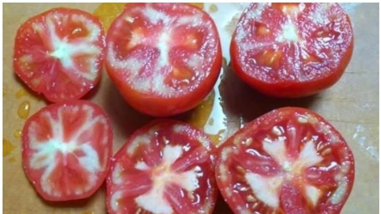 തക്കാളിയിലെ വെള്ള നിറം ഹോര്മോണ് പ്രയോഗം മൂലമോ? വിശദീകരണവുമായി അധികൃതര് തക്കാളിയിലെ വെള്ള നിറം ഹോര്മോണ് പ്രയോഗം മൂലമോ? വിശദീകരണവുമായി അധികൃതര്