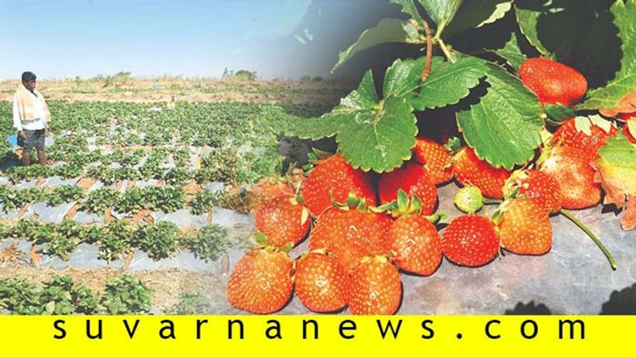 ಸ್ಟ್ರಾಬೆರಿ ಬೆಳೆದು ಭರ್ಜರಿ ಲಾಭ ಮಾಡುತ್ತಿರುವ ಚಿಕ್ಕಬಳ್ಳಾಪುರದ ರೈತ ಸತೀಶ್ ರೆಡ್ಡಿ! ಸ್ಟ್ರಾಬೆರಿ ಬೆಳೆದು ಭರ್ಜರಿ ಲಾಭ ಮಾಡುತ್ತಿರುವ ಚಿಕ್ಕಬಳ್ಳಾಪುರದ ರೈತ ಸತೀಶ್ ರೆಡ್ಡಿ!