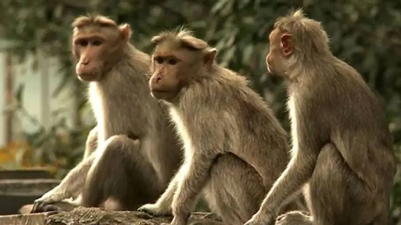 ಕೋಲಾರ: ಕೋತಿಗಳಿಗೆ ಹಣ್ಣು ತಿನ್ನಿಸಿದ ಸಂಸದ ಕೋಲಾರ: ಕೋತಿಗಳಿಗೆ ಹಣ್ಣು ತಿನ್ನಿಸಿದ ಸಂಸದ