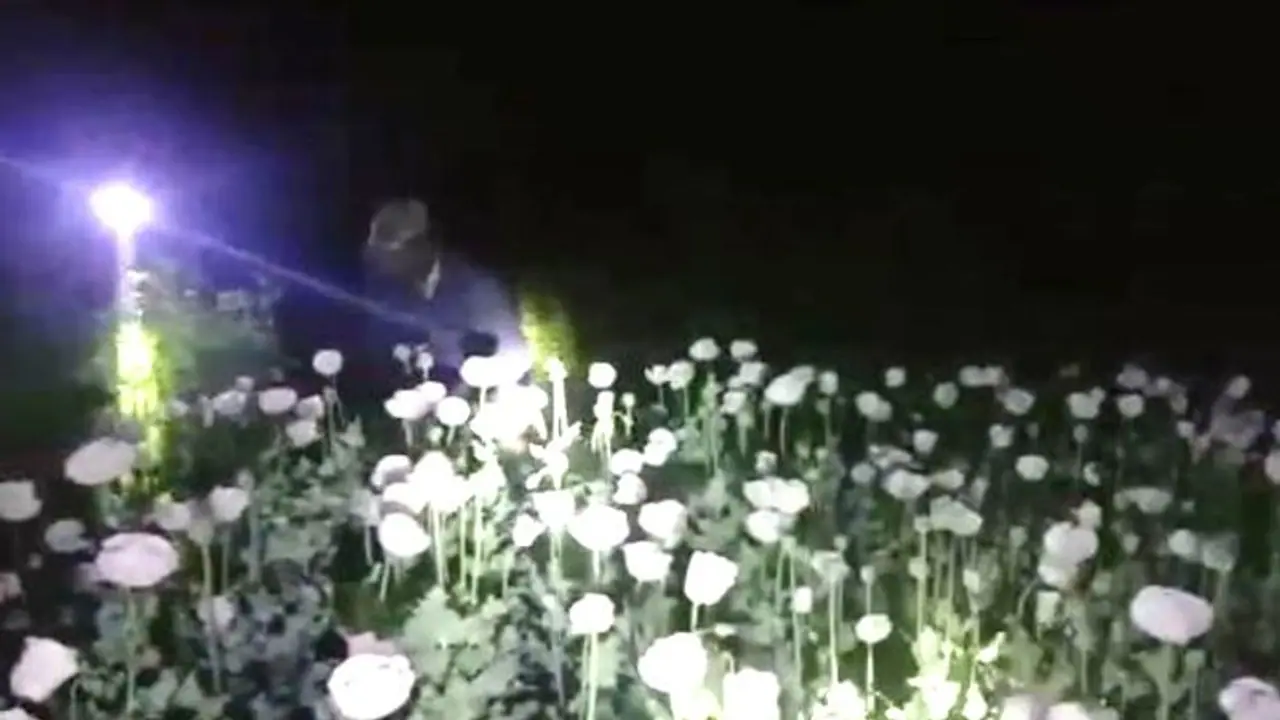 এবার নজরে বেআইনি পোস্ত চাষ, চন্দ্রকোনায় ব্য়াপক তল্লাশি শুরু