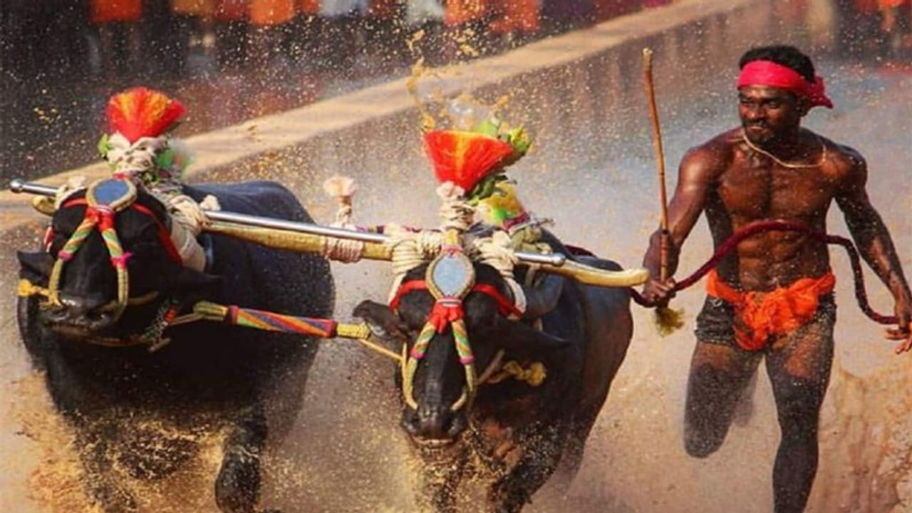 ದಾಖಲೆಗಳ ಮೇಲೆ ದಾಖಲೆ ಬರೆದ ಕಂಬಳದ ಉಸೇನ್ ಬೋಲ್ಟ್ ಶ್ರೀನಿ ದಾಖಲೆಗಳ ಮೇಲೆ ದಾಖಲೆ ಬರೆದ ಕಂಬಳದ ಉಸೇನ್ ಬೋಲ್ಟ್ ಶ್ರೀನಿ