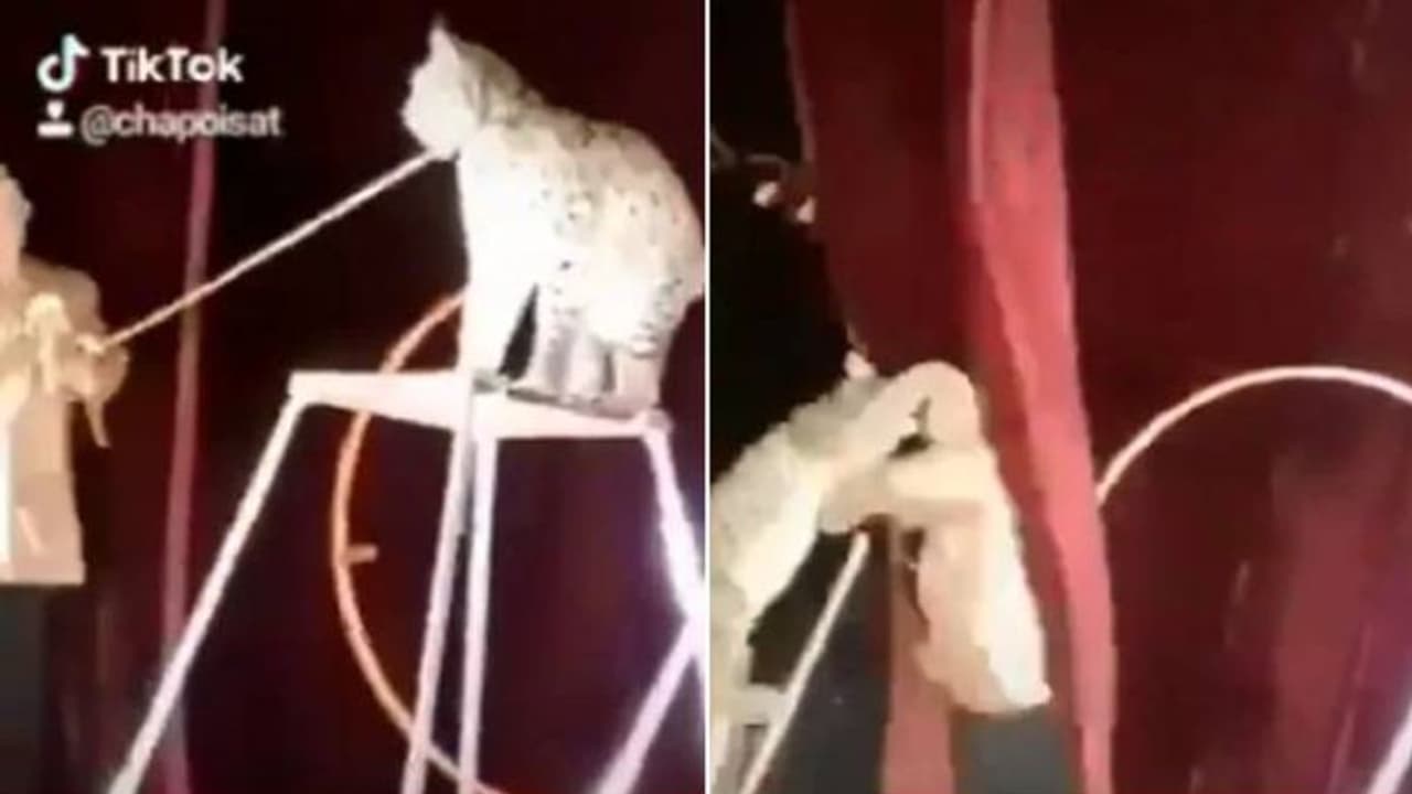 സര്ക്കസ് ഷോയ്ക്കിടെ റിംഗ് മാസ്റ്ററെ ആക്രമിക്കുന്ന കാട്ടുപൂച്ച; എന്തൊരു അപകടമാണിതെന്ന് സോഷ്യല് മീഡിയ സര്ക്കസ് ഷോയ്ക്കിടെ റിംഗ് മാസ്റ്ററെ ആക്രമിക്കുന്ന കാട്ടുപൂച്ച; എന്തൊരു അപകടമാണിതെന്ന് സോഷ്യല് മീഡിയ