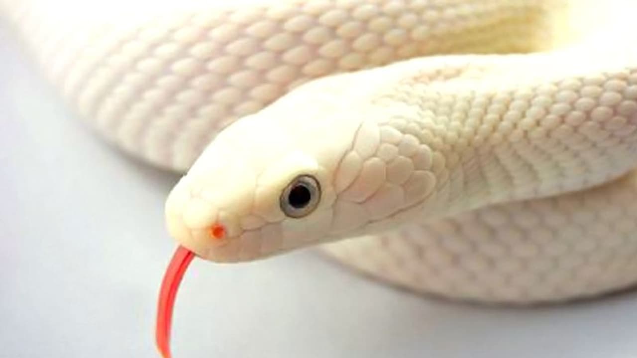 দুঃস্বপ্ন দেখলে ভয় পাওয়ার কিছু নেই দুঃস্বপ্ন দেখলে ভয় পাওয়ার কিছু নেই