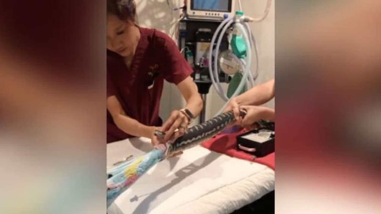 എന്നാലും എന്റെ പെരുമ്പാമ്പേ, ഇതൊക്കെയാണോ കഴിക്കുന്നത്?