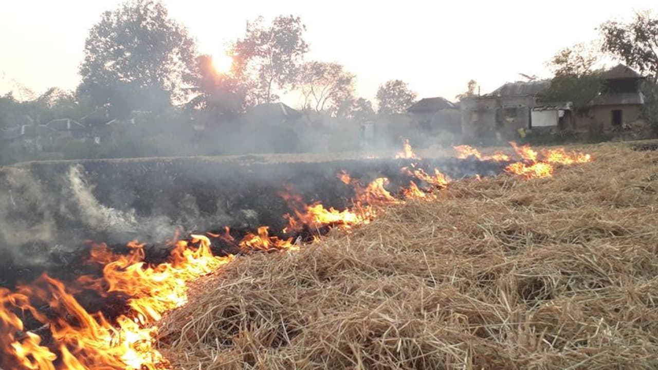 নিষেধাজ্ঞা উড়িয়েই এই রাজ্যে চলছে নাড়া পোড়া, ফিরছে দিল্লি দূষণের ভয়াবহ স্মৃতি নিষেধাজ্ঞা উড়িয়েই এই রাজ্যে চলছে নাড়া পোড়া, ফিরছে দিল্লি দূষণের ভয়াবহ স্মৃতি