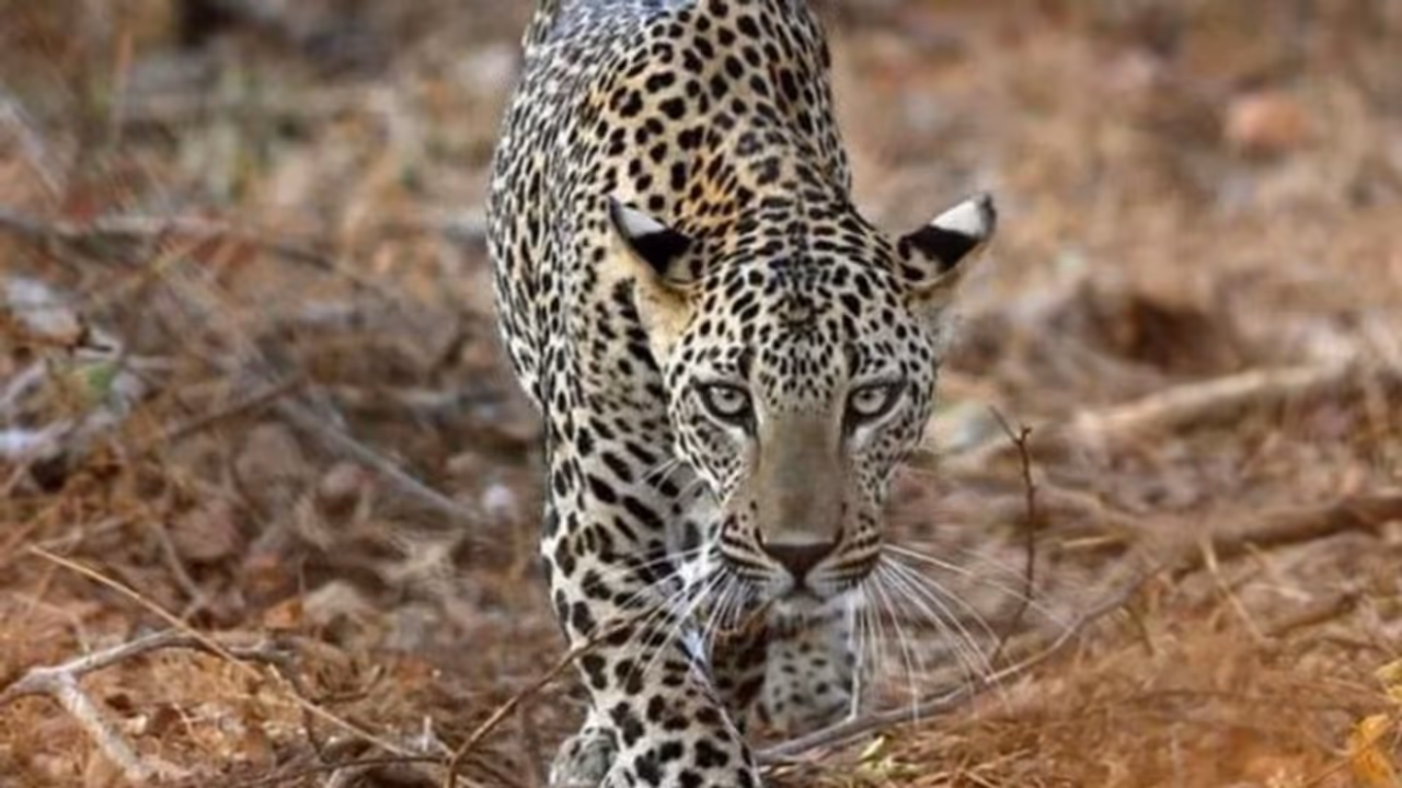 സ്കൂൾ വളപ്പിൽ ഓടിക്കയറിയ പുലി നായയെ കടിച്ചുകീറി; കുട്ടികൾ രക്ഷപ്പെട്ടത് തലനാരിഴയ്ക്ക് സ്കൂൾ വളപ്പിൽ ഓടിക്കയറിയ പുലി നായയെ കടിച്ചുകീറി; കുട്ടികൾ രക്ഷപ്പെട്ടത് തലനാരിഴയ്ക്ക്