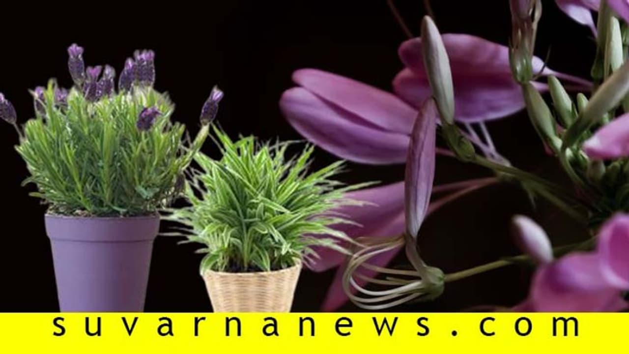 ನೀವ್ ಕೂತ್ಕೊಳೋ ಜಾಗದಲ್ಲಿ ಈ ಸಸ್ಯಗಳಿದ್ರೆ ಏಕ್ದಂ ಆರೋಗ್ಯ! ನೀವ್ ಕೂತ್ಕೊಳೋ ಜಾಗದಲ್ಲಿ ಈ ಸಸ್ಯಗಳಿದ್ರೆ ಏಕ್ದಂ ಆರೋಗ್ಯ!