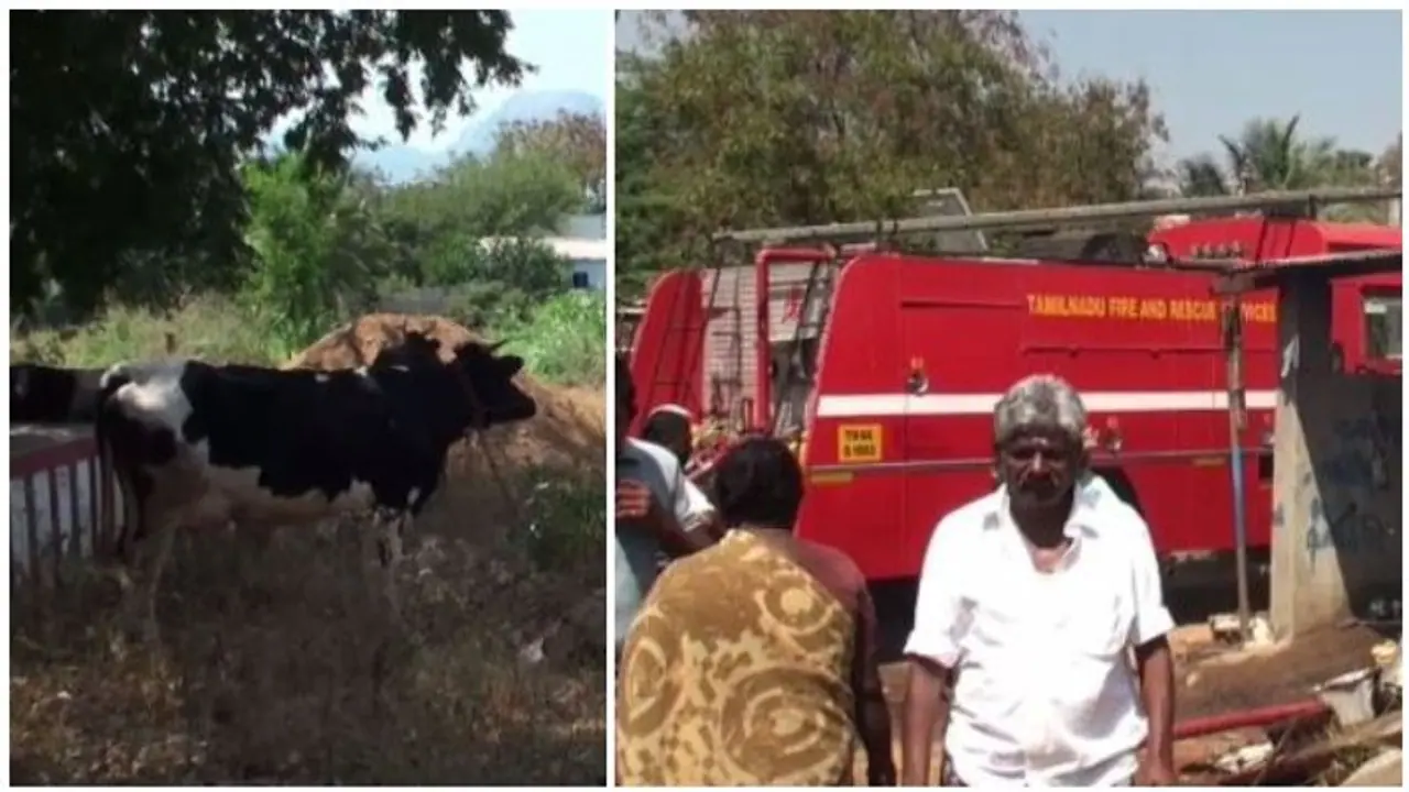 துடிதுடித்து இறந்துபோன 30 பசுக்கள்..! மதுரையில் பரபரப்பு..! மோசமான நிலையில் 10 பசுக்கள்..?