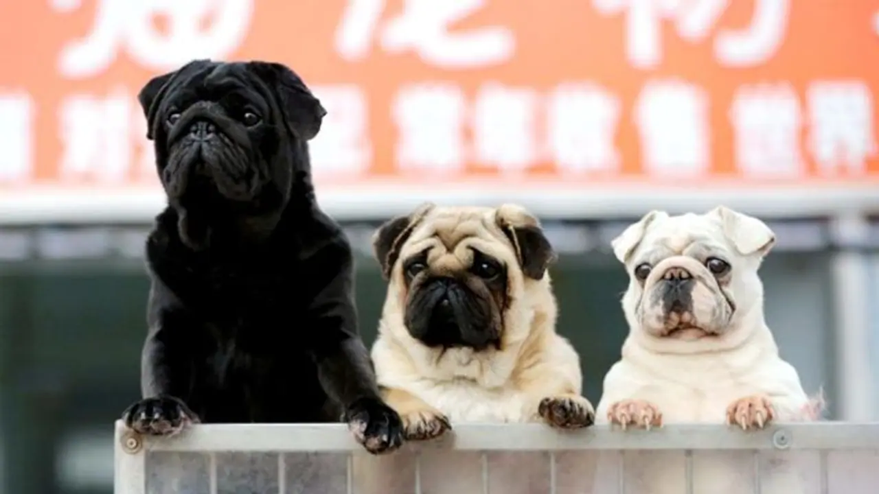 To tackle abuse, abandonment, South Korea to grant legal status to animals To tackle abuse, abandonment, South Korea to grant legal status to animals