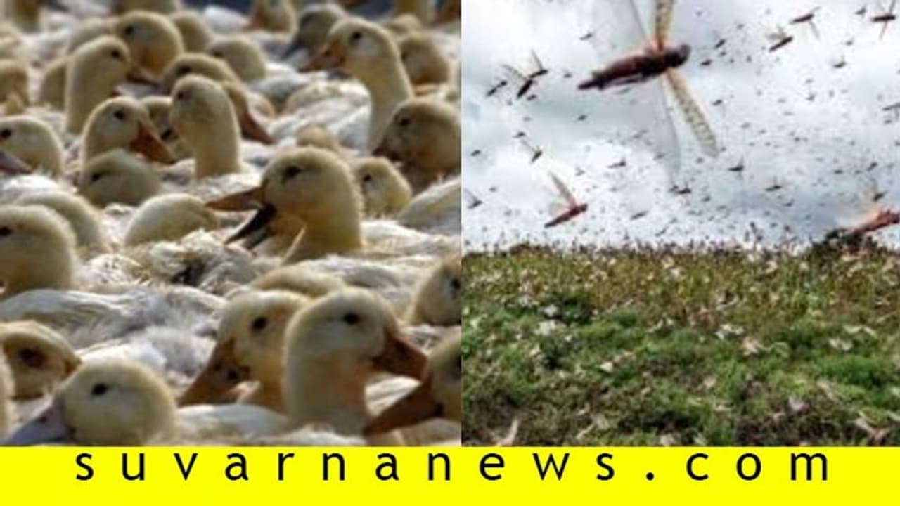 ಪಾಕ್‌ ಮಿಡತೆ ಹಾವಳಿ ತಡೆಗೆ ಚೀನಾದ ಬಾತುಕೋಳಿ ಸೇನೆ!