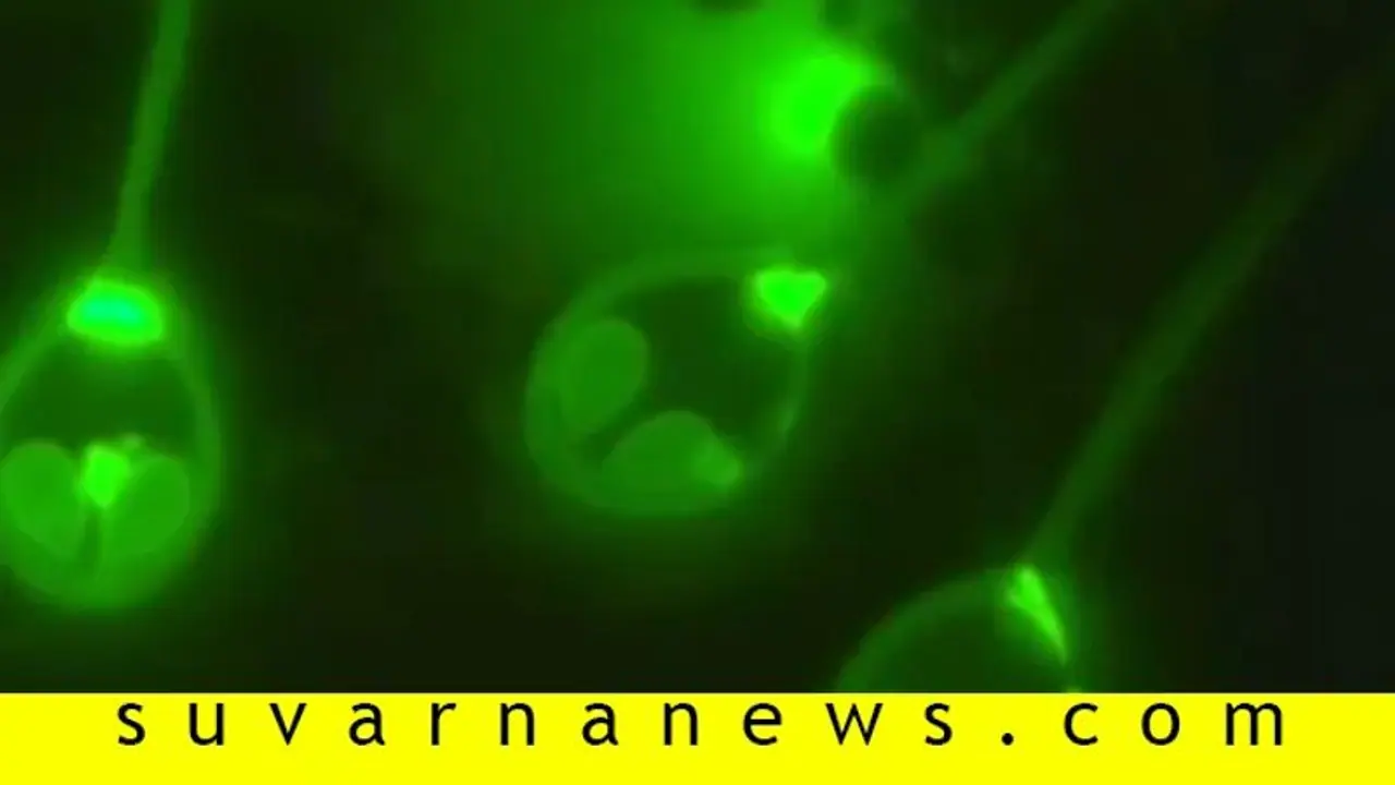 ಆಮ್ಲಜನಕ ಇಲ್ಲದೆಯೇ ಬದುಕಬಲ್ಲ ಪ್ರಾಣಿ ಪತ್ತೆ! ಆಮ್ಲಜನಕ ಇಲ್ಲದೆಯೇ ಬದುಕಬಲ್ಲ ಪ್ರಾಣಿ ಪತ್ತೆ!