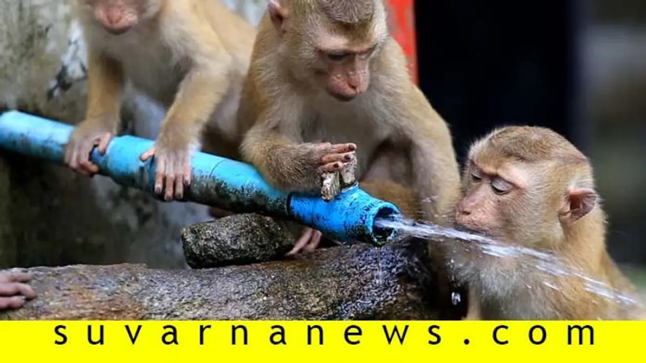 ಗಂಗಾವತಿ: ಹೆಚ್ಚಿದ ಬಿಸಿಲಿನ ತಾಪ, ನೀರಿಗಾಗಿ ಮಂಗಗಳ ಪೈಪೋಟಿ ಗಂಗಾವತಿ: ಹೆಚ್ಚಿದ ಬಿಸಿಲಿನ ತಾಪ, ನೀರಿಗಾಗಿ ಮಂಗಗಳ ಪೈಪೋಟಿ