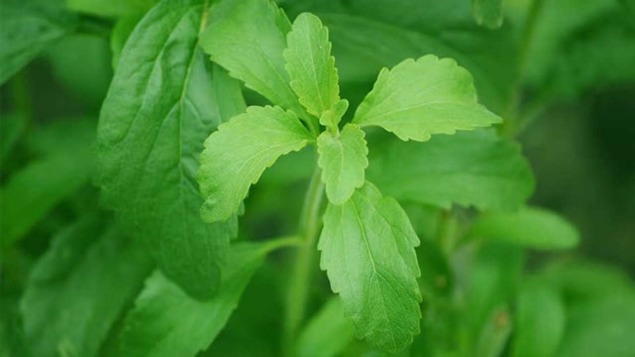 പ്രമേഹത്തെ പേടിക്കണ്ട, പഞ്ചസാര പൂര്ണമായും ഉപേക്ഷിക്കാം? സ്റ്റീവിയയുടെ കൃഷി വര്ധിപ്പിക്കാന് ശ്രമം പ്രമേഹത്തെ പേടിക്കണ്ട, പഞ്ചസാര പൂര്ണമായും ഉപേക്ഷിക്കാം? സ്റ്റീവിയയുടെ കൃഷി വര്ധിപ്പിക്കാന് ശ്രമം