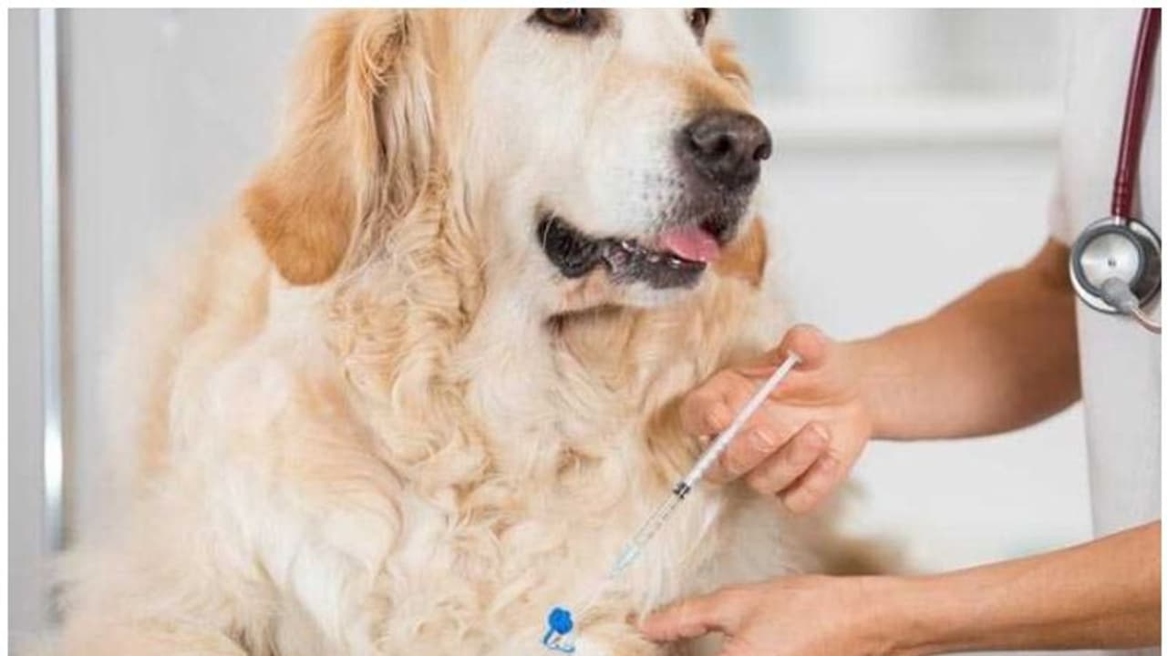 കട്ടിപ്പാറ വെറ്ററിനറി ഡിസ്പന്സറി ഐഎസ്ഒ അംഗീകാര നിറവില് കട്ടിപ്പാറ വെറ്ററിനറി ഡിസ്പന്സറി ഐഎസ്ഒ അംഗീകാര നിറവില്