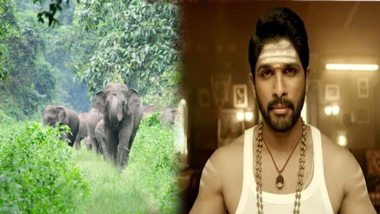 కేరళ అడవుల్లో 40 రోజులు.. అల్లు అర్జున్ కోసం సుకుమార్ స్పెషల్ కేర్ కేరళ అడవుల్లో 40 రోజులు.. అల్లు అర్జున్ కోసం సుకుమార్ స్పెషల్ కేర్