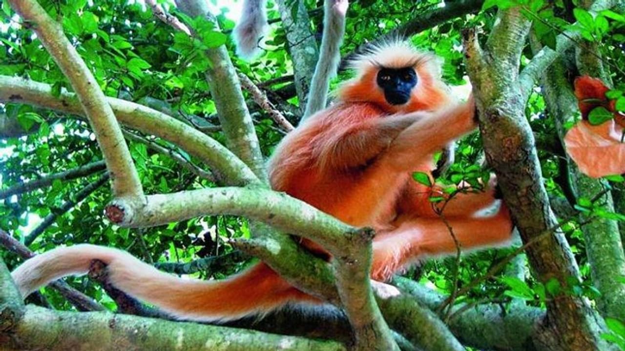 ഉമാനന്ദ ദ്വീപില് ഇനി ഗോള്ഡന് ലംഗൂറുകളില്ല ഉമാനന്ദ ദ്വീപില് ഇനി ഗോള്ഡന് ലംഗൂറുകളില്ല