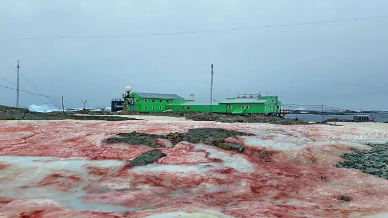 রক্ত লাল তুষারে ঢেকেছে আন্টার্কটিকা, কোন অশনি সঙ্কেত দিচ্ছে মেরু দেশ