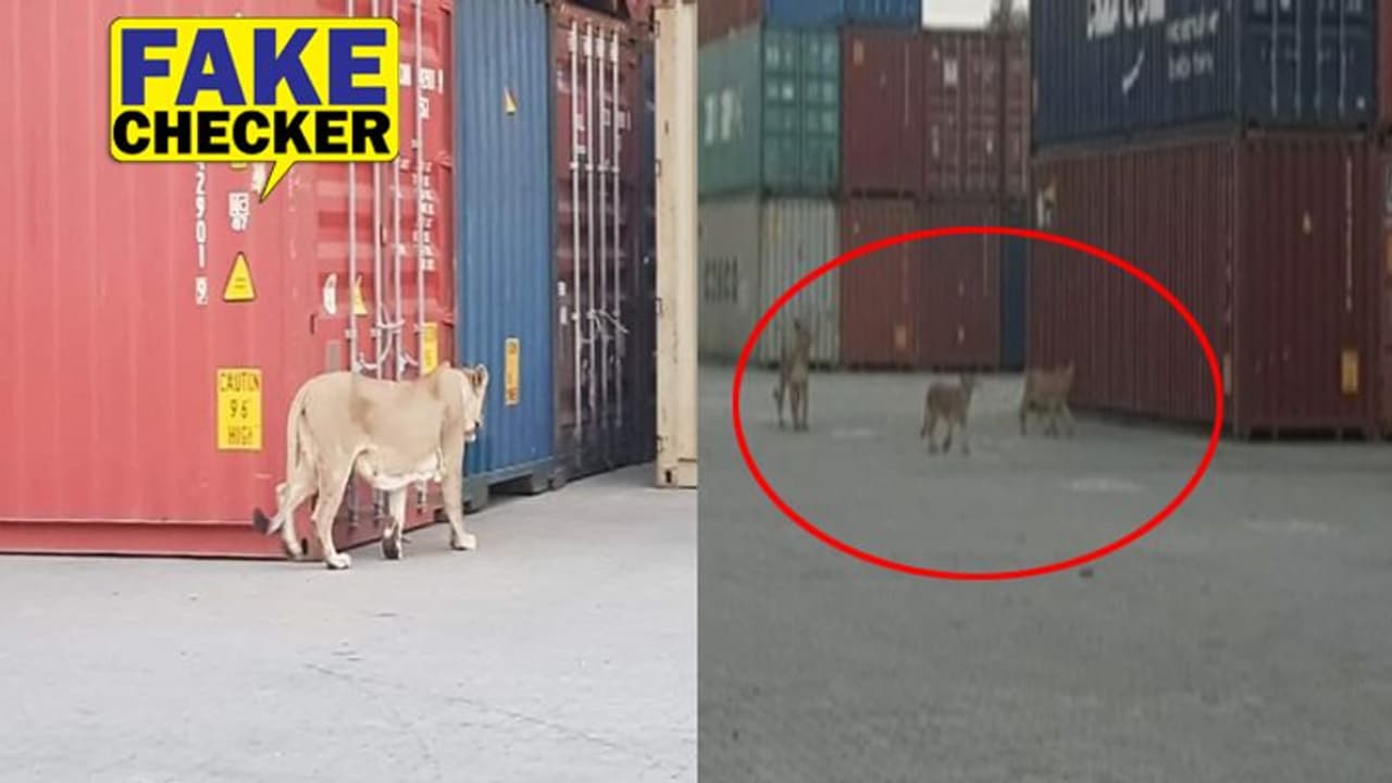 शहर में तीन बच्चों संग घुसे शेर ने मचाया आतंक, व्हाट्सएप पर तस्वीर देख डरे लोग लेकिन सच कुछ और शहर में तीन बच्चों संग घुसे शेर ने मचाया आतंक, व्हाट्सएप पर तस्वीर देख डरे लोग लेकिन सच कुछ और