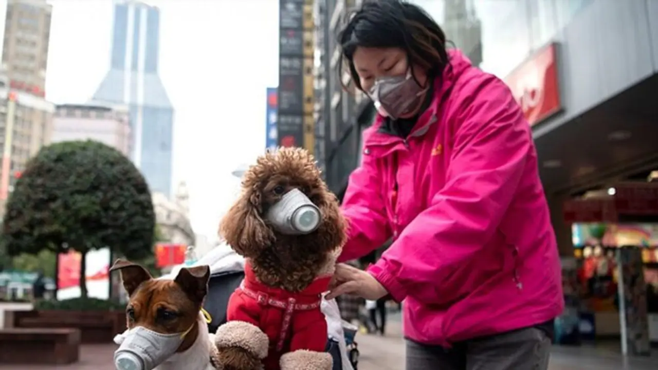 इंसानों के साथ कुत्तों का भी जीवन तबाह कर रहा कोरोना वायरस, हांगकांग में मालकिन से बिछड़ा पालतू कुत्ता